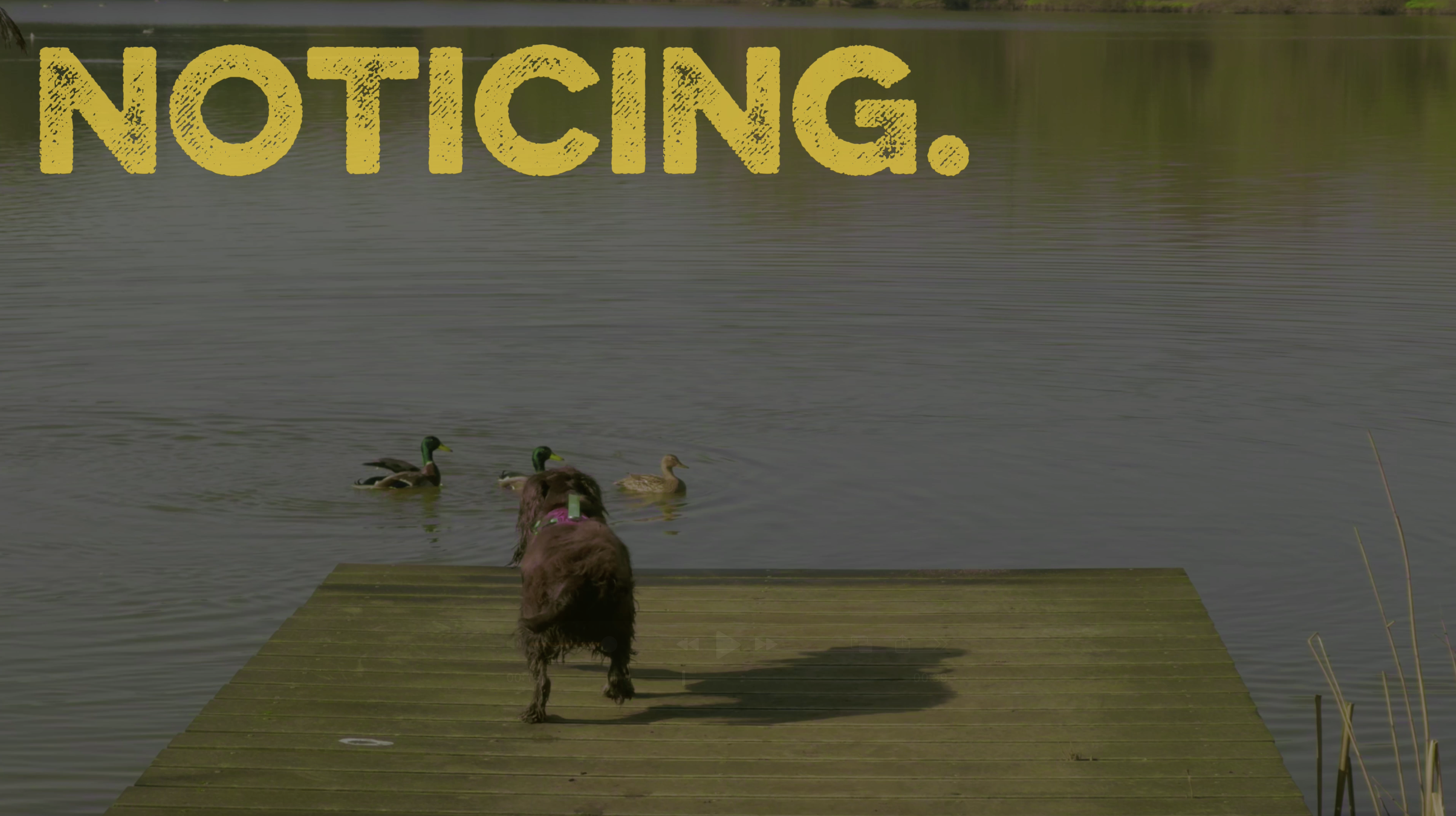 The Art of Noticing